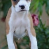 American Staffordshire Terrier American Stafford puppies
