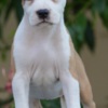 American Staffordshire Terrier American Stafford puppies