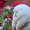 Pomeranian Pomeranian BOO Teddy Bear Puppies