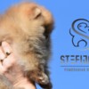 Pomeranian Pomeranian BOO Teddy Bear Puppies