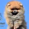 Pomeranian Pomeranian BOO Teddy Bear Puppies