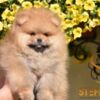 Pomeranian Pomeranian BOO Teddy Bear Puppies