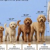 Golden Retriever Goldendoodle Beautiful Puppies