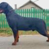 Rottweiler Rottweiler, male puppies