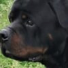 Rottweiler Rottweiler, male puppies