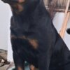 Rottweiler Rottweiler, male puppies