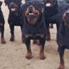 Rottweiler Rottweiler, male puppies