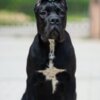 Cane Corso Cane Corso – Beautiful Puppies