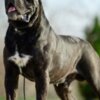 Cane Corso Cane Corso – Beautiful Puppies