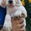 English Setter A litter of excellent English Setters