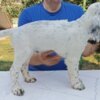 English Setter A litter of excellent English Setters