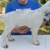 English Setter A litter of excellent English Setters