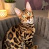 Bengal Bengal Kittens for Sale