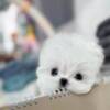 Maltese Maltese pup