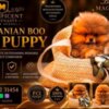 Pomeranian Pomeranians, exclusive puppies of Brazilian bloodline