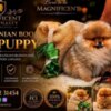 Pomeranian Pomeranians, exclusive puppies of Brazilian bloodline