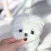 Maltese Maltese puppies