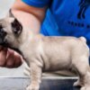 French Bulldog French bulldog, puppies