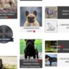 French Bulldog French bulldog, puppies