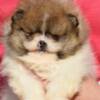 Pomeranian Pomeranian Spitz Puppies