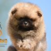 Pomeranian Pomeranian Spitz Puppies
