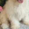 Maltese Maltese – Beautiful Puppies
