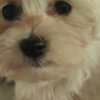 Maltese Maltese – Beautiful Puppies