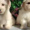Maltese Maltese – Beautiful Puppies