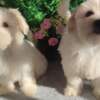 Maltese Maltese – Beautiful Puppies