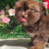 Bolognese Bolonka Zwetna Puppies