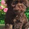 Bolognese Bolonka Zwetna Puppies
