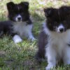 Bearded Collie Border Collie - Border collie puppies
