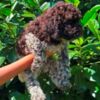 Lagotto Romagnolo Lagotto Romagnolo puppies