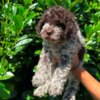 Lagotto Romagnolo Lagotto Romagnolo puppies