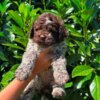 Lagotto Romagnolo Lagotto Romagnolo puppies