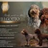 Lagotto Romagnolo Lagotto Romagnolo puppies