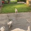 White Shepherd White Swiss Shepherd – Puppies