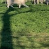 White Shepherd White Swiss Shepherd – Puppies