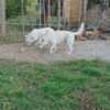 White Shepherd White Swiss Shepherd – Puppies