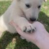 White Shepherd White Swiss Shepherd – Puppies
