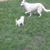 White Shepherd White Swiss Shepherd – Puppies