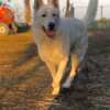 White Shepherd White Swiss Shepherd – Puppies