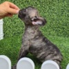 French Bulldog French Bulldog