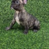French Bulldog French Bulldog