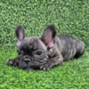 French Bulldog French Bulldog