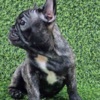 French Bulldog French Bulldog