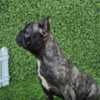 French Bulldog French Bulldog