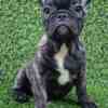French Bulldog French Bulldog