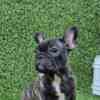 French Bulldog French Bulldog