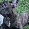 French Bulldog French Bulldog